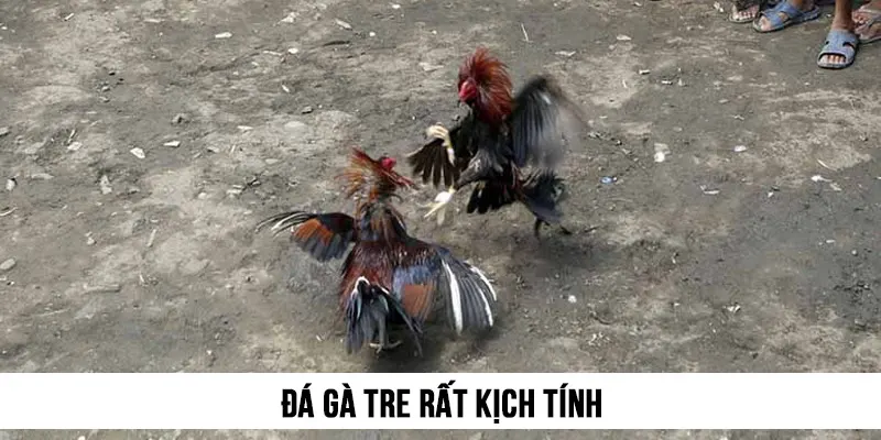 Đá gà tre rất kịch tính