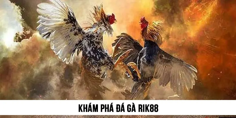 Khám phá Đá gà Rik88